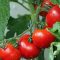 Tomatoes