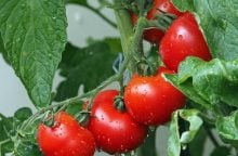 Tomatoes