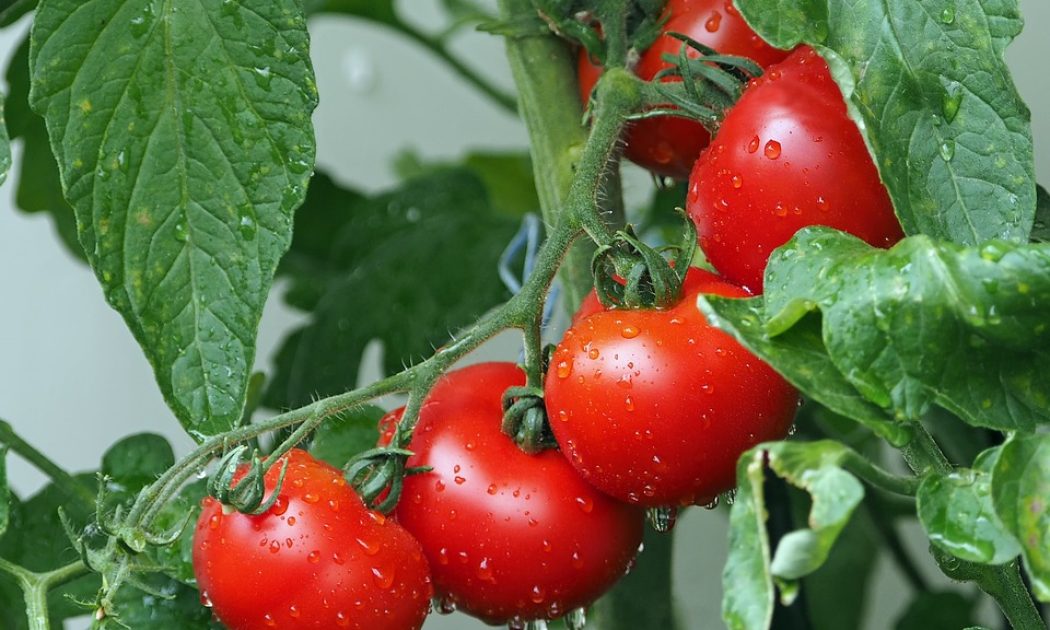 Tomatoes