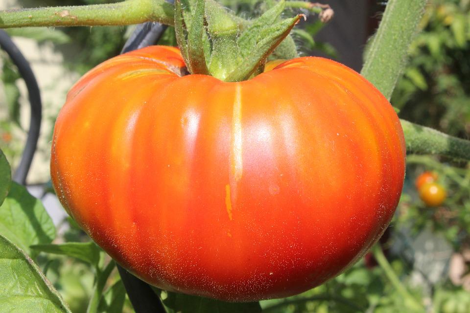 Tomatoes