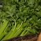 Celery sticks