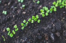 Arugula