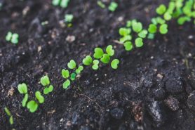 Arugula