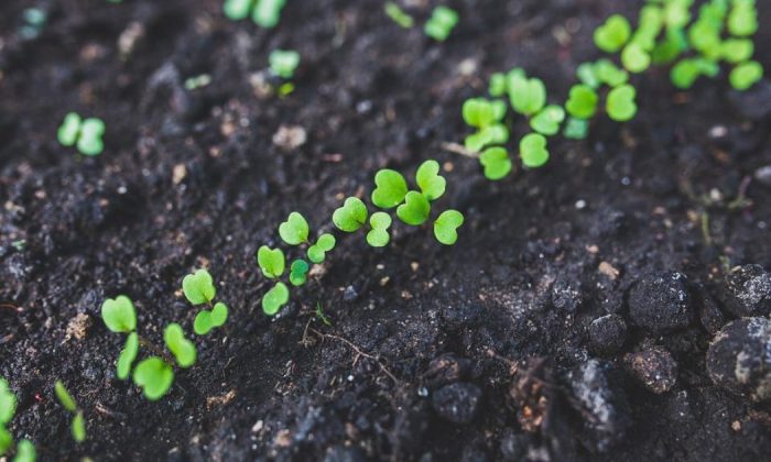 Arugula