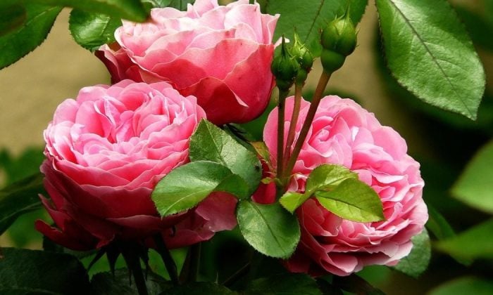 Roses
