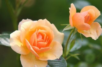 Roses