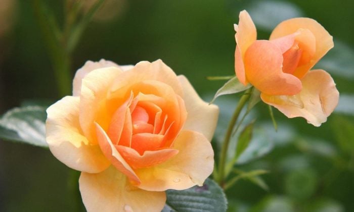 Roses