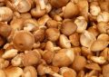 Shiitake mushrooms