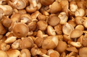 Shiitake mushrooms