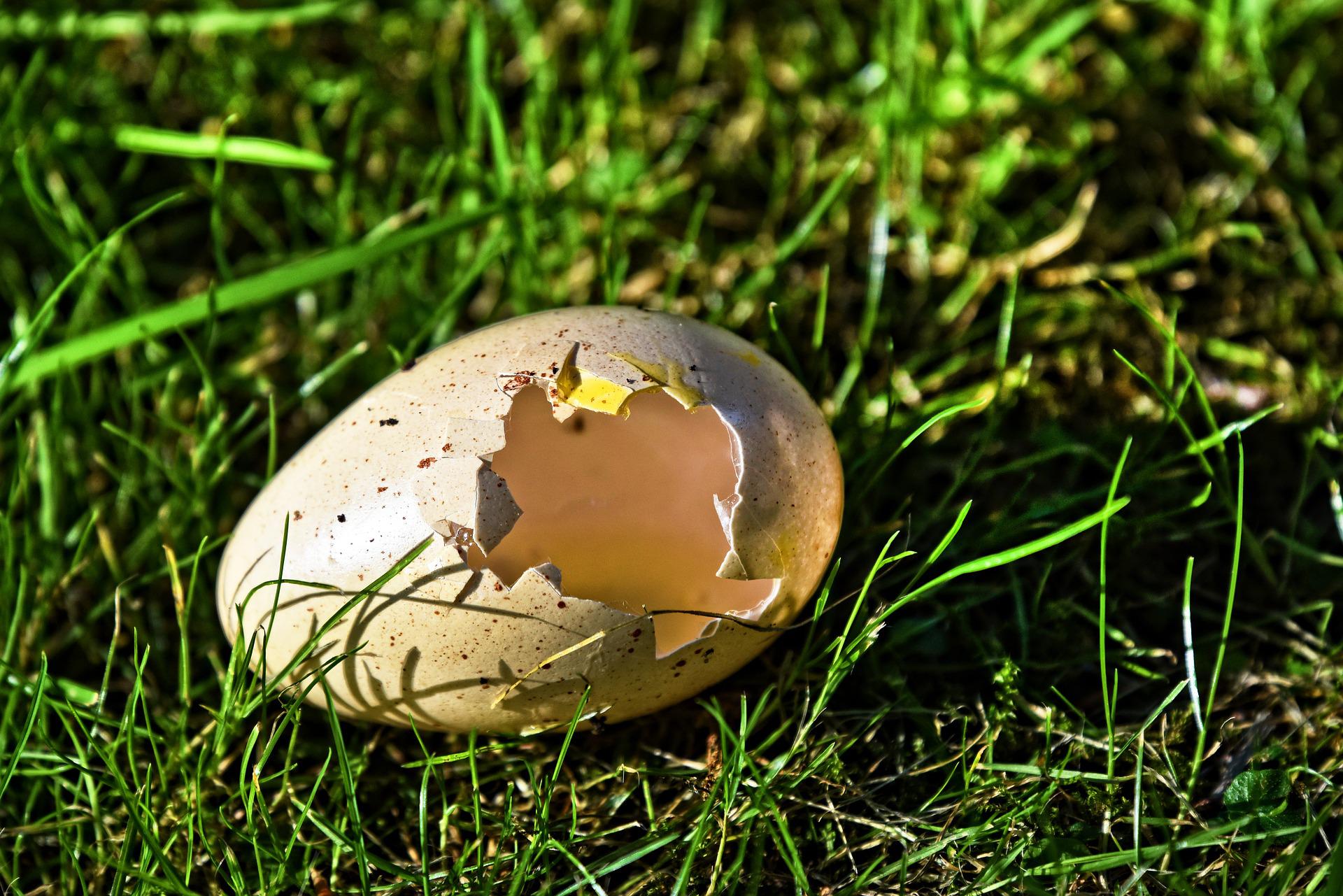 Eggs