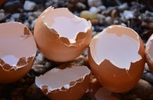 Eggs