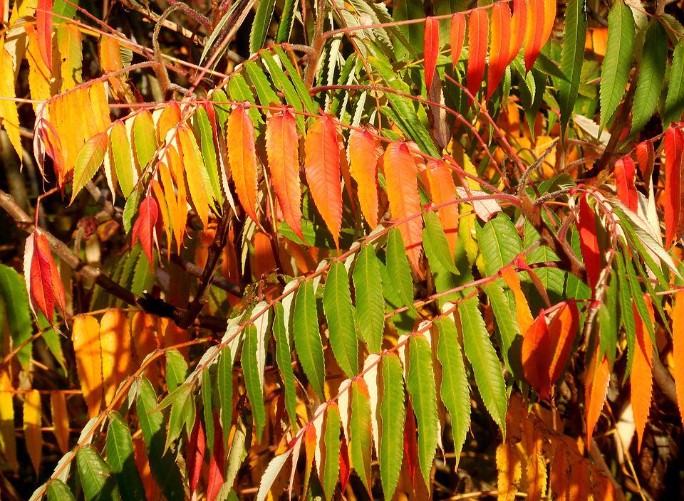 Staghorn sumac 