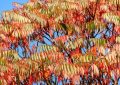 Staghorn sumac