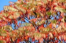 Staghorn sumac