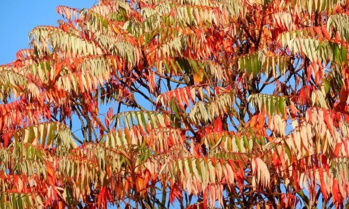 Staghorn sumac