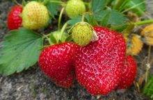 Strawberries