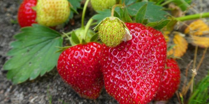 Strawberries