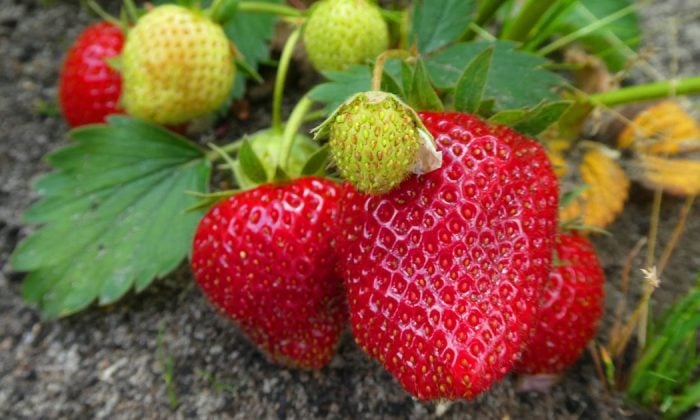 Strawberries