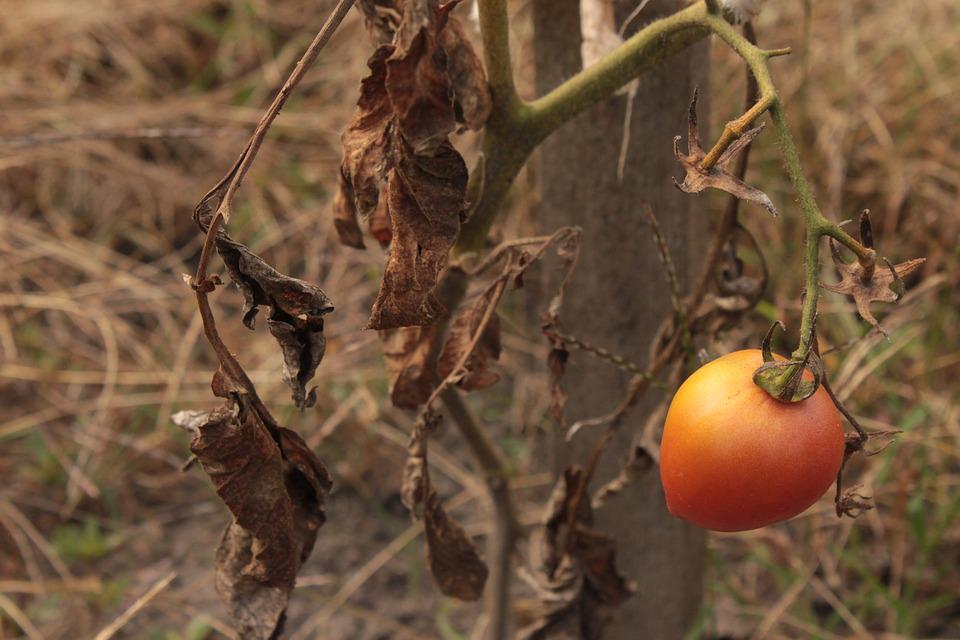Tomatoes