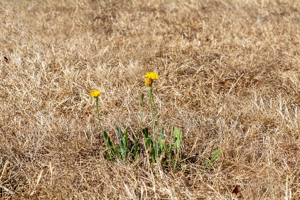 Lawn