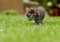 Lawn