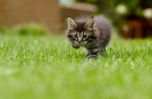 Lawn