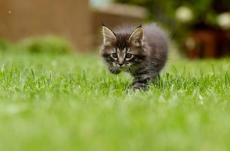 Lawn