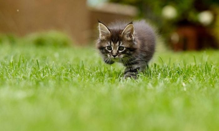 Lawn