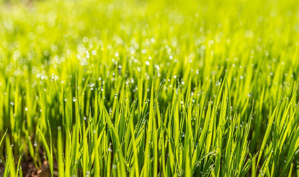 Lawn