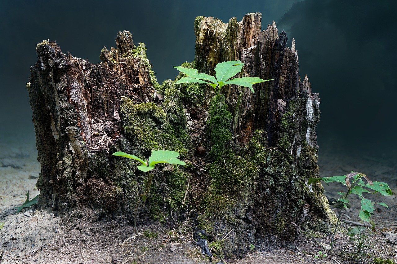 Stump