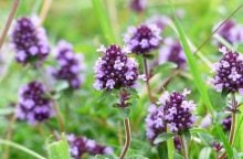 Thyme