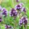 Thyme
