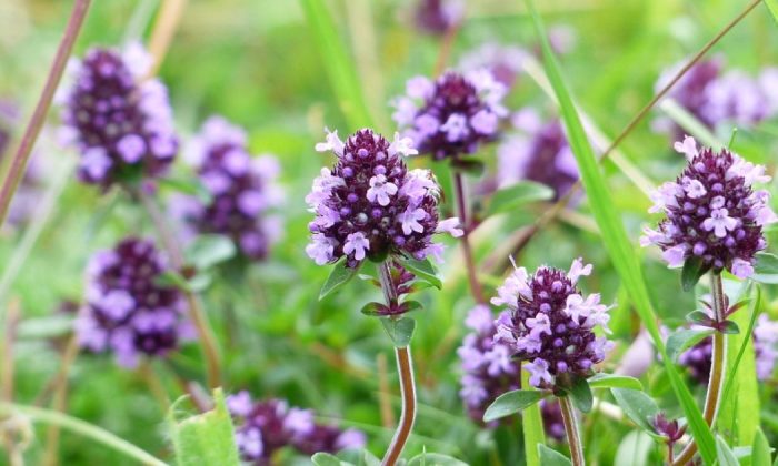 Thyme