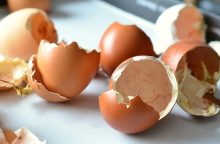 Eggshells