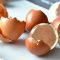 Eggshells