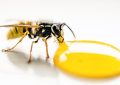 Wasps