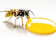 Wasps