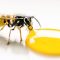 Wasps