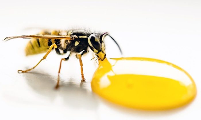 Wasps