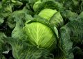 Vegetables