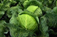 Vegetables