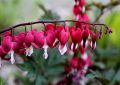 Asian bleeding heart