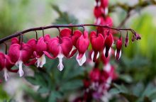 Asian bleeding heart