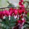 Asian bleeding heart