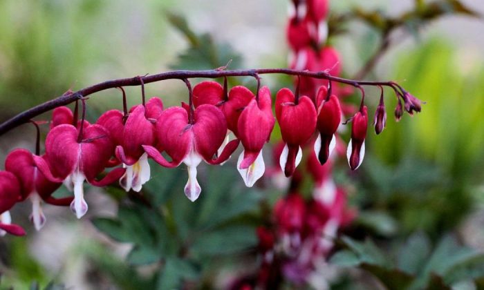 Asian bleeding heart