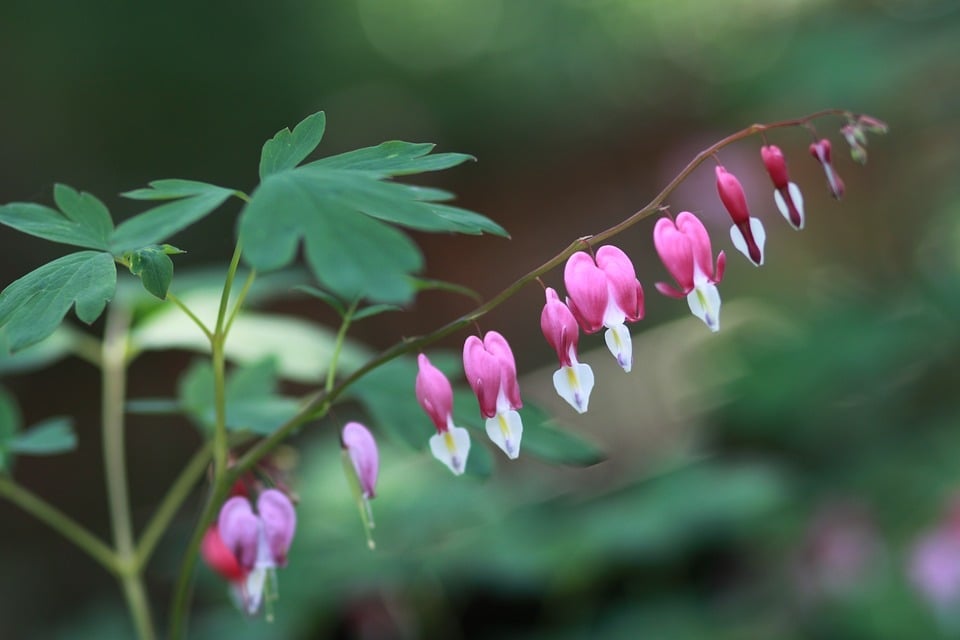 Asian bleeding heart 