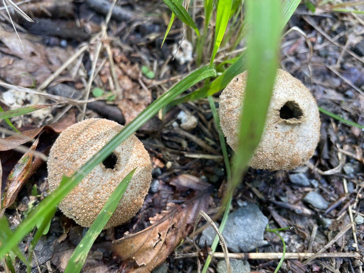 Puffballs 