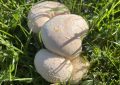 Puffballs