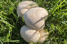 Puffballs
