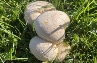 Puffballs